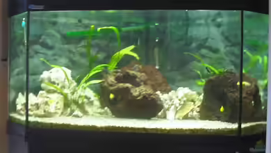 Becken 923 von Sandra Woelki