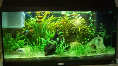 Becken 9240 von Marco Riesterer