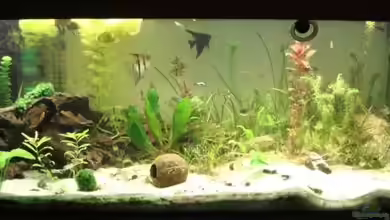 Becken 9251 von Roland Gailing