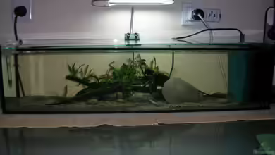 Becken 9276 von Simon Bendrin