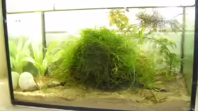 Becken 9308 von RatinaZ