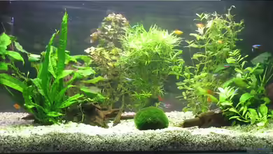 Becken 9325 von Jacob König