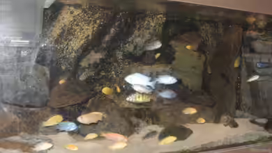 Becken 9393 von Yvonne-Alison De Bruijne