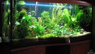 Becken 9396 von Barbara Schmidt