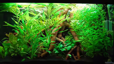 Becken 9416 von Klammi