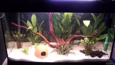 Becken 9456 von Jan Dreier