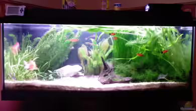 Becken 9463 von Dennis Kubiak