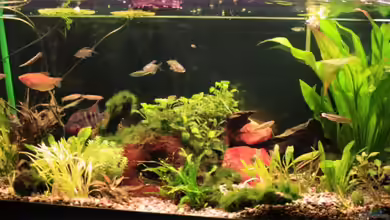 Becken 9473 von Fabian Eckel