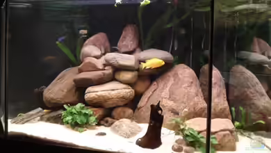 Becken 9554 von axxlon