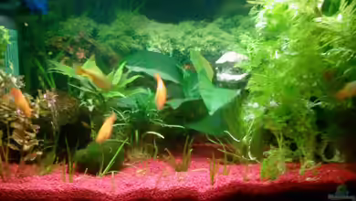 Becken 9590 von @corydoras