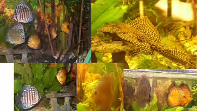 Becken 9639 von Marco Brandner