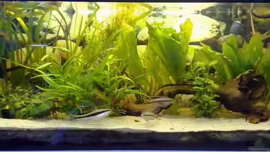 Becken 9647 von Thomas Höppner