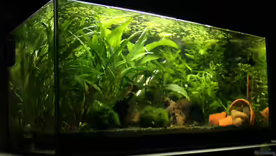 Becken 9695 von gezina