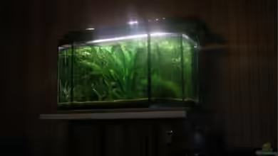 Becken 9762 von Feuerschwanz