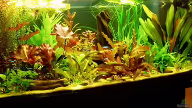 Becken 9807 von Funky