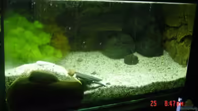 Becken 9918 von Benjamin Sälzer