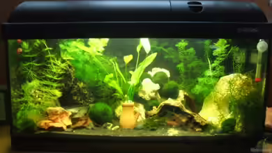 Becken 9936 von Dani-lein