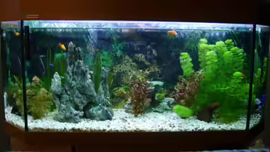 Becken 9945 von Rocky