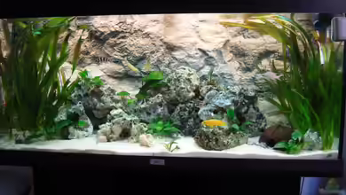 Becken 9947 von Benjamin Heinemeyer