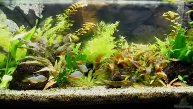 Becken 9998 von Fischkopp