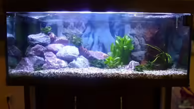 Becken Friedeberg von Oli T