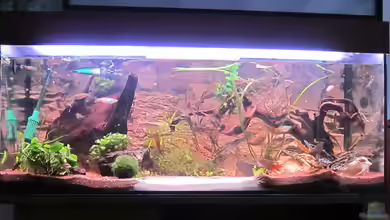 Becken II von Dani82