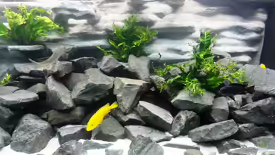 Becken Malawi von brandl72