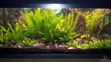 Becken WAMA von Krolig