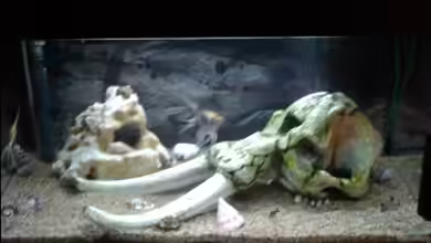 Becken1111111 von Fischer123