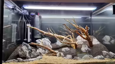 Bedeutung des goldenen Schnitts bei der Aquariumgestaltung