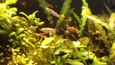 Bedotia madagascariensis im Aquarium halten