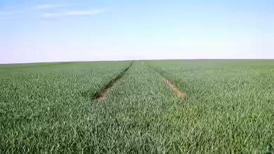 Begriffe erklärt: Monokultur