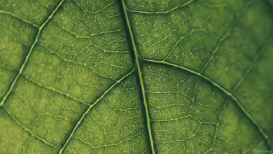 Begriffe erklärt: Was ist Chlorophyll?