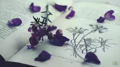 Begriffe erklärt: Was ist ein Herbarium?