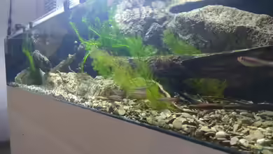 Begriffe erklärt: Was ist ein Rivarium?