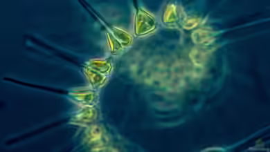 Begriffe erklärt: Was ist Phytoplankton?