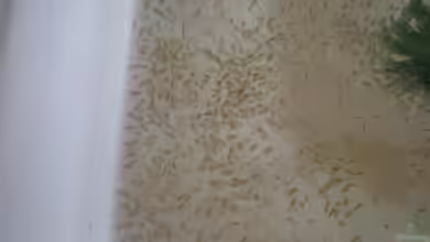 Beim Tümpeln immer wieder im Kescher: Der Wasserfloh