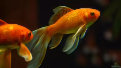 Beliebtester Aquariumfisch in Deutschland: Alles, was Sie wissen müssen