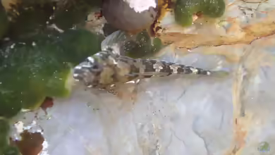 Bellapiscis lesleyae im Aquarium halten