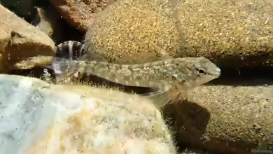 Bellapiscis medius im Aquarium halten