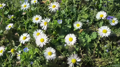 Bellis perennis am Gartenteich