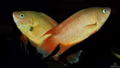Belontia signata im Aquarium halten