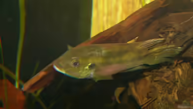 Benitochromis - ein Maulbrüter aus Westafrika