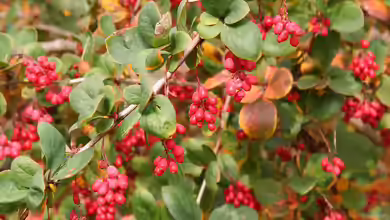 Berberis koreana im Garten pflanzen