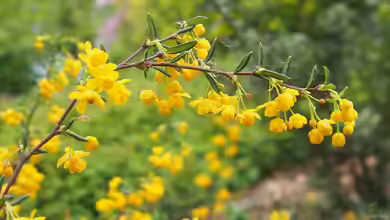 Berberis stenophylla im Garten pflanzen