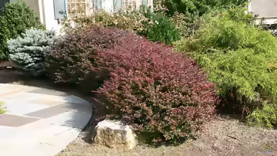 Berberis thunbergii am Gartenteich pflanzen