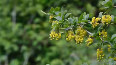 Berberis vulgaris im Garten pflanzen