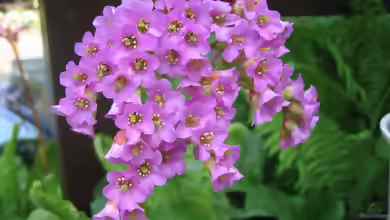 Bergenia cordifolia im Garten pflanzen
