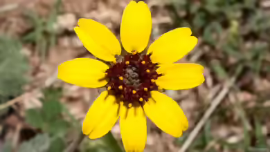 Berlandiera lyrata im Garten pflanzen