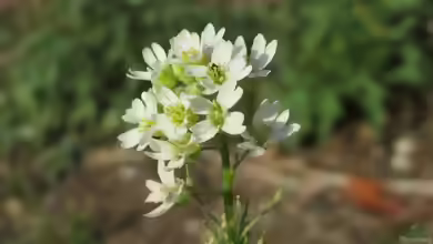 Berteroa incana im Garten pflanzen